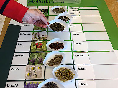 Pflanzenbestimmung auf der Phytotherapie-Fortbildung für Biologielehrer. (Foto: vl/Chemieverbände)